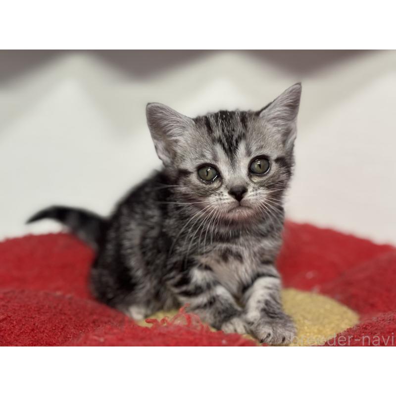 成約済の神奈川県のアメリカンショートヘア-134915の22枚目