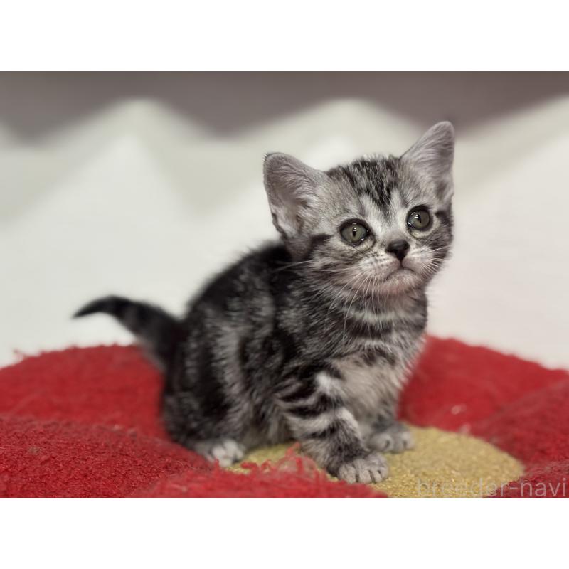 成約済の神奈川県のアメリカンショートヘア-134915の21枚目