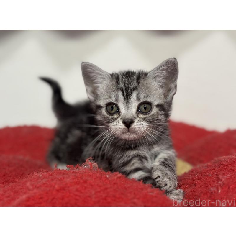 成約済の神奈川県のアメリカンショートヘア-134915の20枚目