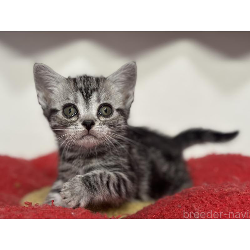 成約済の神奈川県のアメリカンショートヘア-134915の19枚目