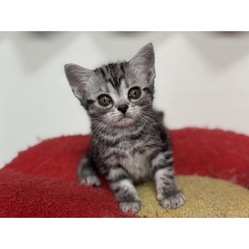 成約済の神奈川県のアメリカンショートヘア-134915の18枚目