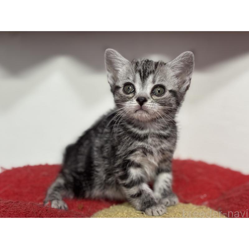 成約済の神奈川県のアメリカンショートヘア-134915の17枚目