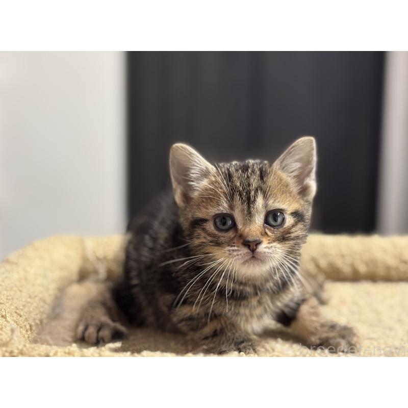 成約済の神奈川県のアメリカンショートヘア-134918の32枚目