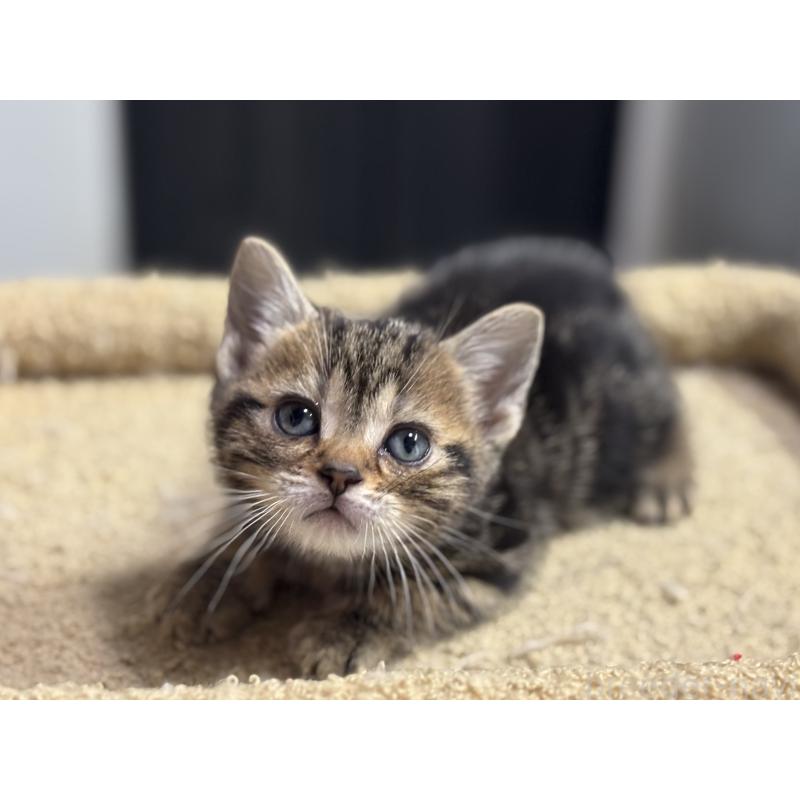 成約済の神奈川県のアメリカンショートヘア-134918の31枚目