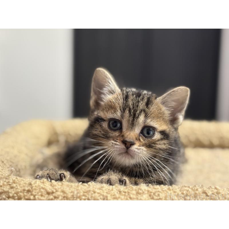 成約済の神奈川県のアメリカンショートヘア-134918の30枚目