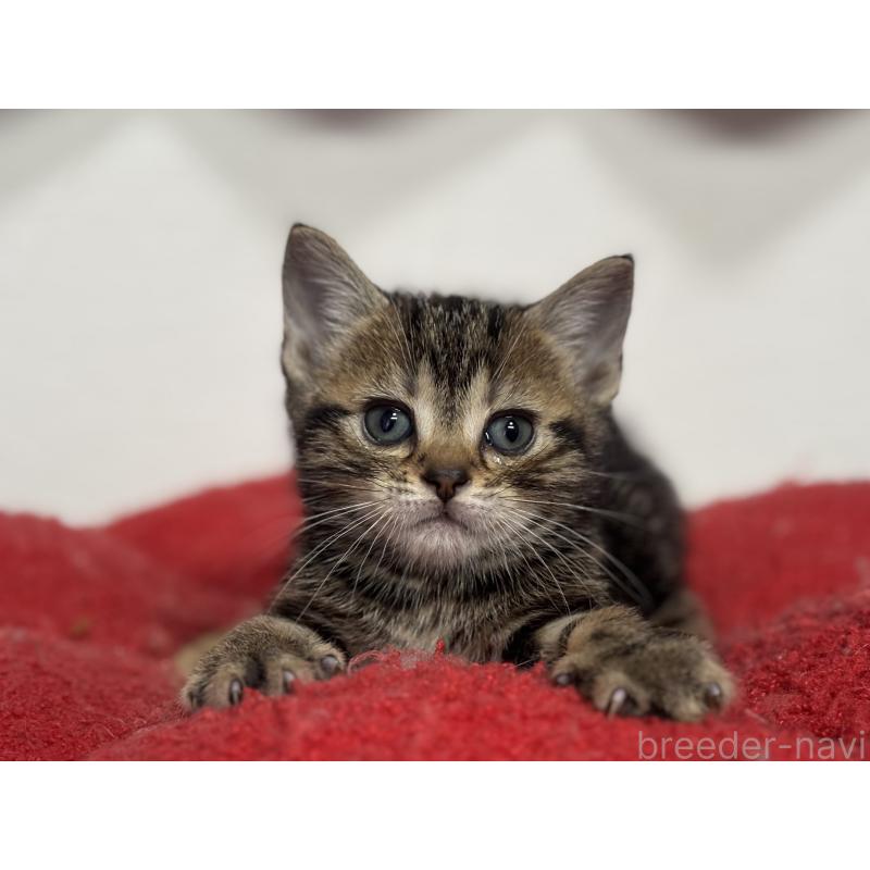 成約済の神奈川県のアメリカンショートヘア-134918の29枚目