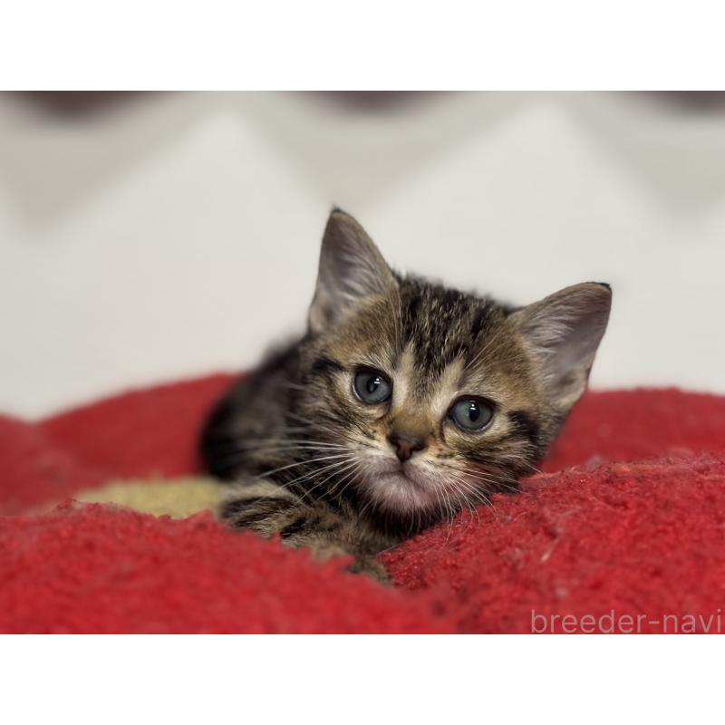 成約済の神奈川県のアメリカンショートヘア-134918の28枚目