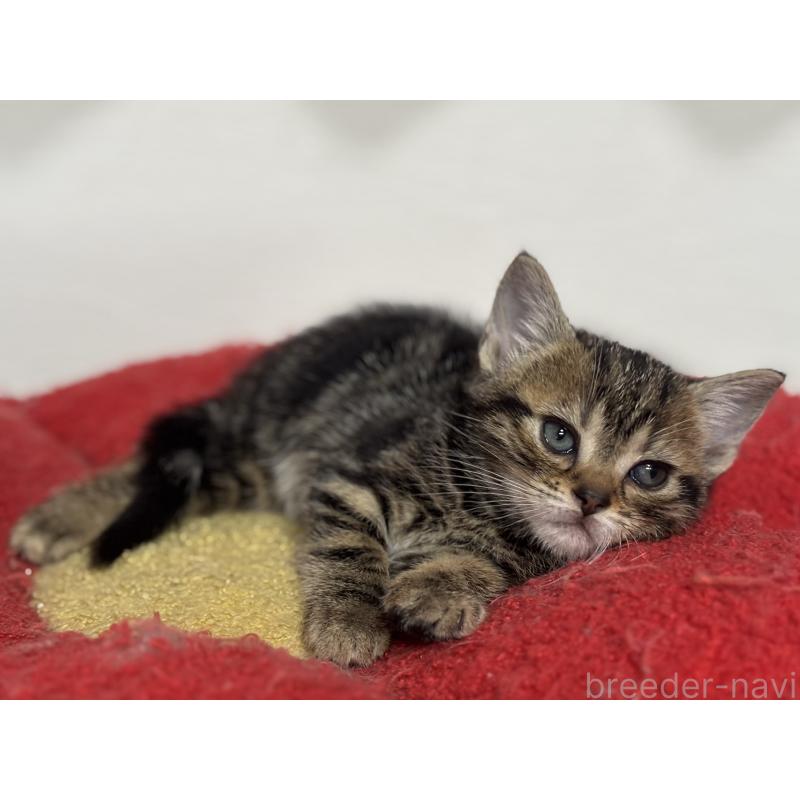 成約済の神奈川県のアメリカンショートヘア-134918の27枚目