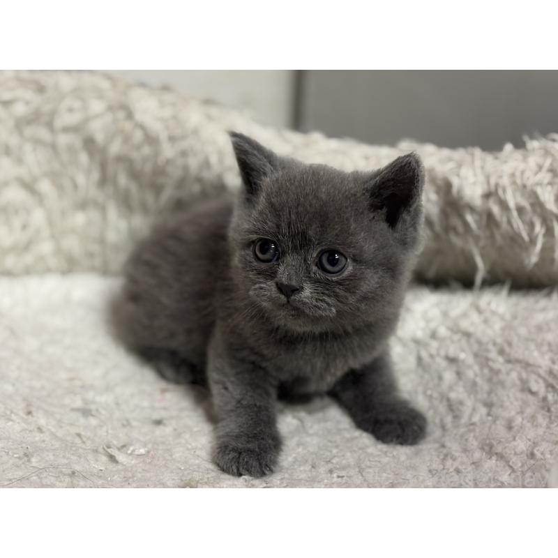 成約済の神奈川県のブリティッシュショートヘア-135296の15枚目