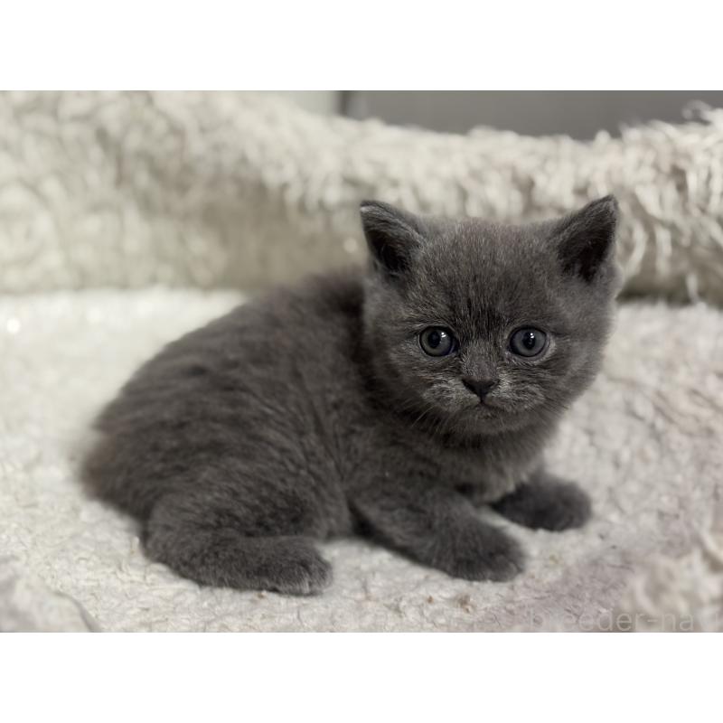 成約済の神奈川県のブリティッシュショートヘア-135296の14枚目