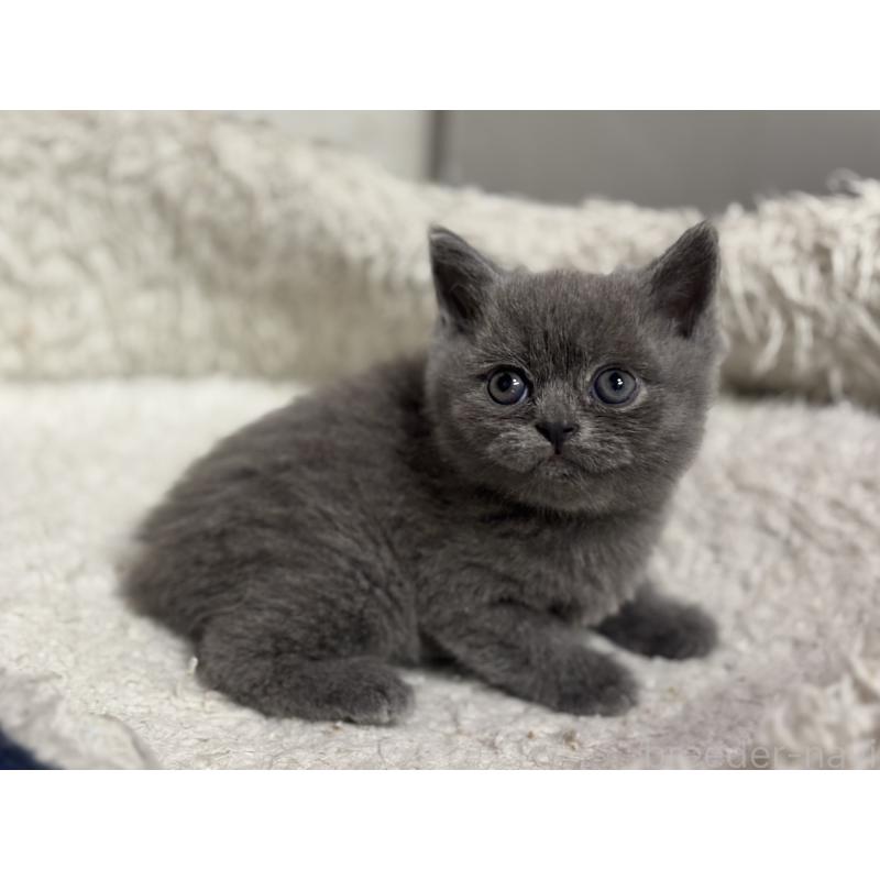 成約済の神奈川県のブリティッシュショートヘア-135296の13枚目