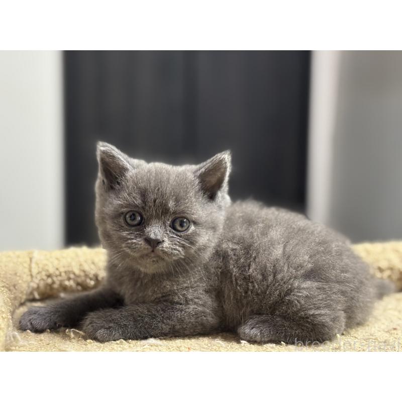 成約済の神奈川県のブリティッシュショートヘア-135296の12枚目