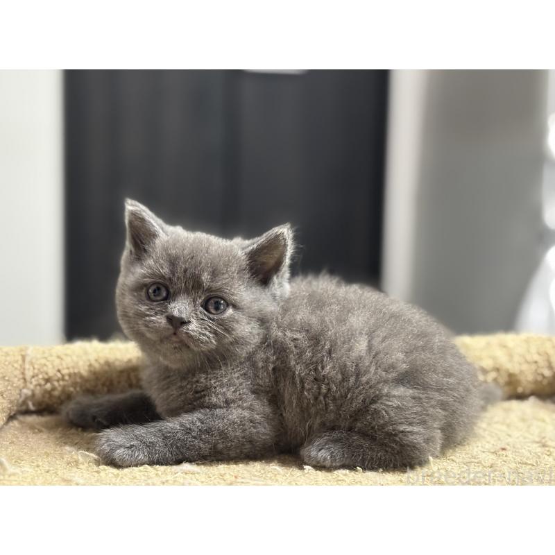 成約済の神奈川県のブリティッシュショートヘア-135296の11枚目