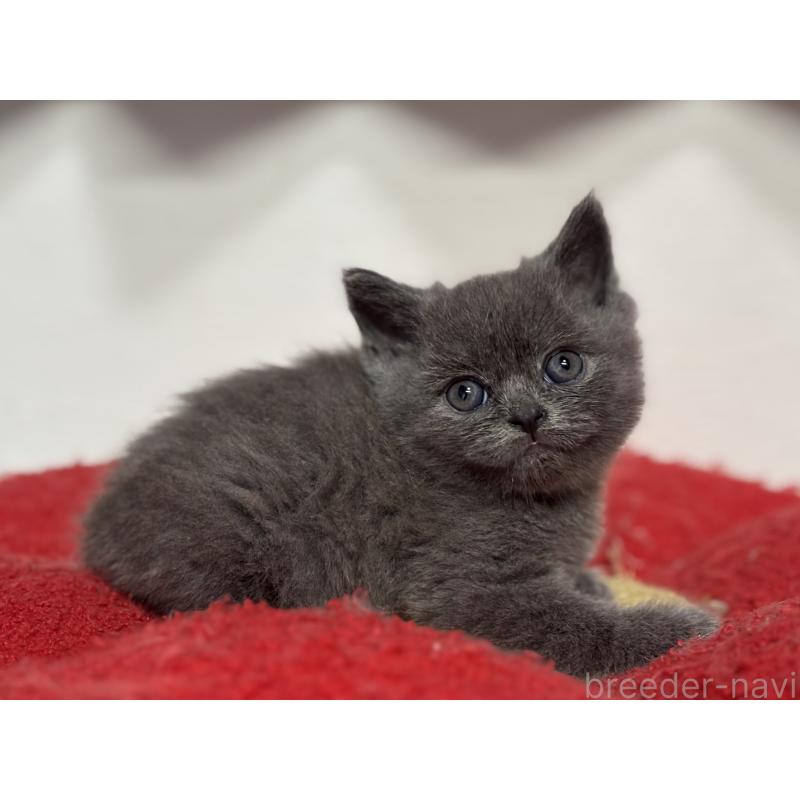 成約済の神奈川県のブリティッシュショートヘア-135296の10枚目