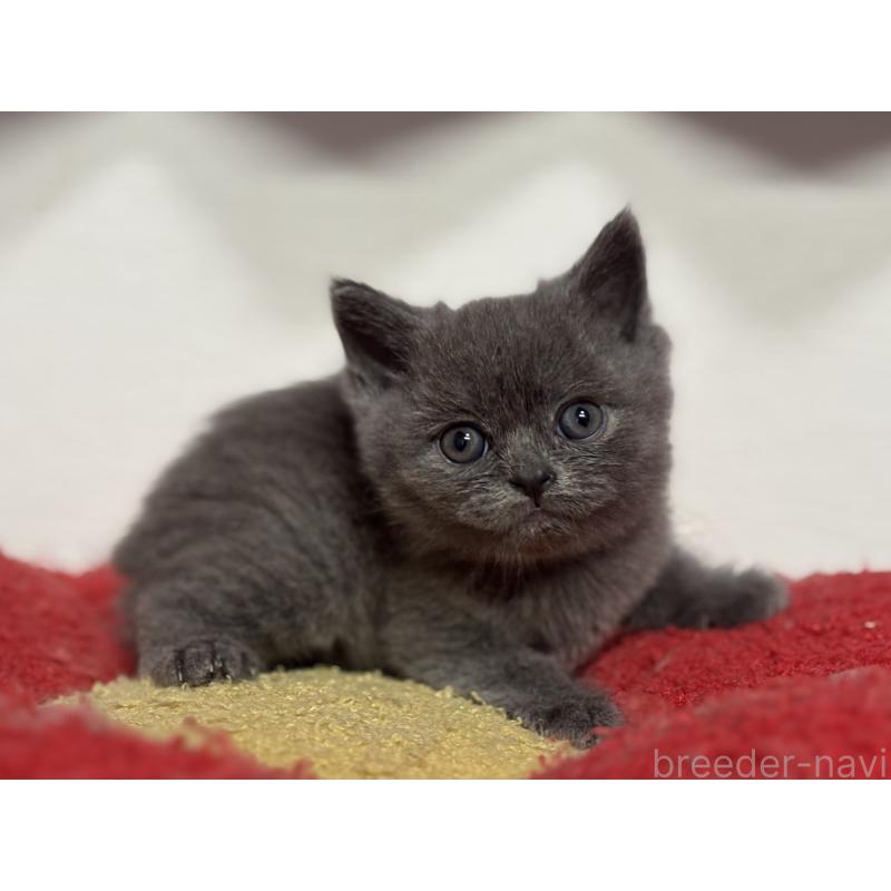 成約済の神奈川県のブリティッシュショートヘア-135296の9枚目