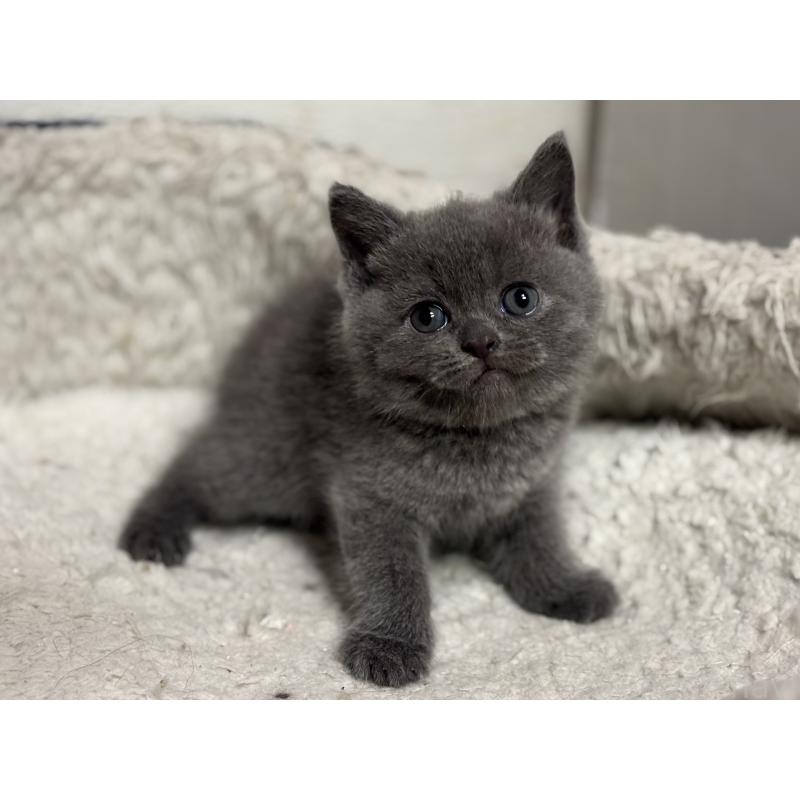 成約済の神奈川県のブリティッシュショートヘア-135295の23枚目