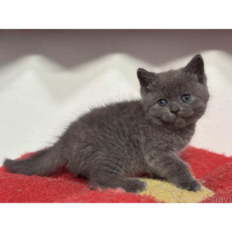 成約済の神奈川県のブリティッシュショートヘア-135295の22枚目