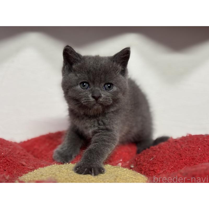 成約済の神奈川県のブリティッシュショートヘア-135295の21枚目