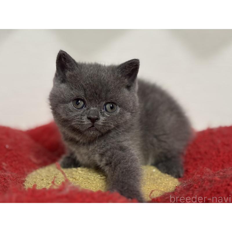 販売中の神奈川県のブリティッシュショートヘア-135297の42枚目