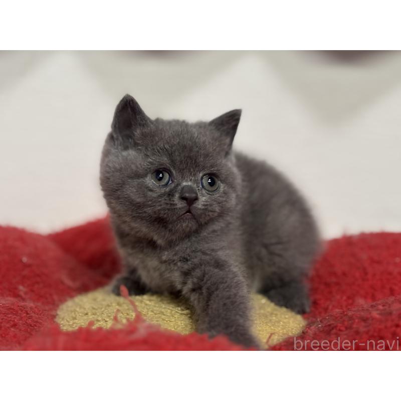 販売中の神奈川県のブリティッシュショートヘア-135297の41枚目