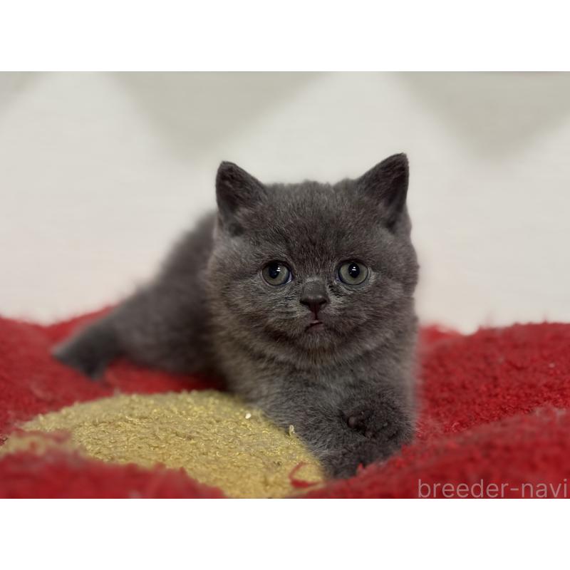 販売中の神奈川県のブリティッシュショートヘア-135297の40枚目