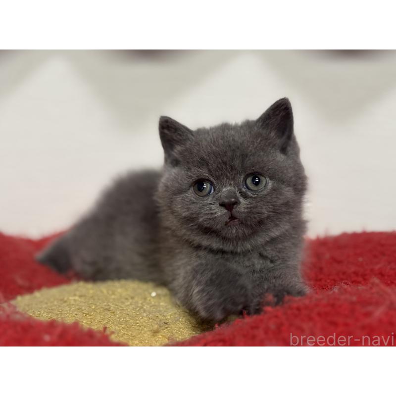 販売中の神奈川県のブリティッシュショートヘア-135297の39枚目