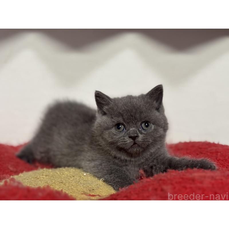 販売中の神奈川県のブリティッシュショートヘア-135297の38枚目