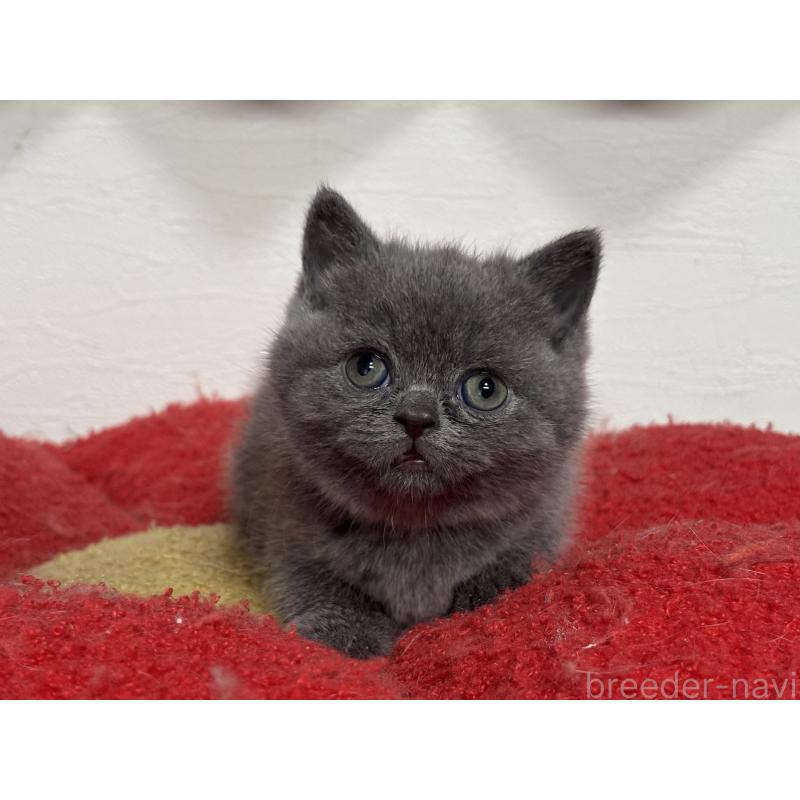 販売中の神奈川県のブリティッシュショートヘア-135297の37枚目