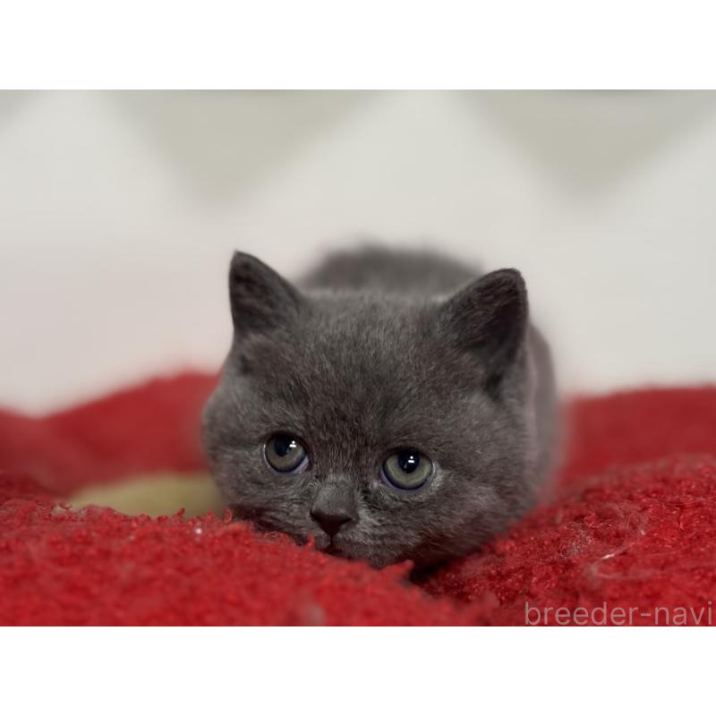 販売中の神奈川県のブリティッシュショートヘア-135297の36枚目