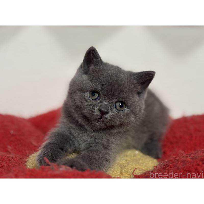 販売中の神奈川県のブリティッシュショートヘア-135297の35枚目