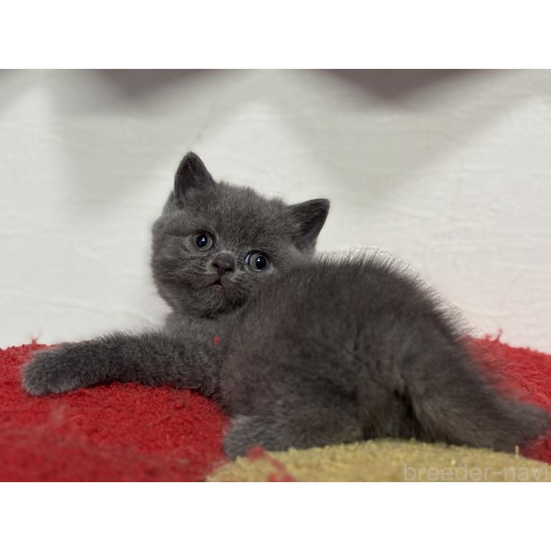 販売中の神奈川県のブリティッシュショートヘア-135297の34枚目