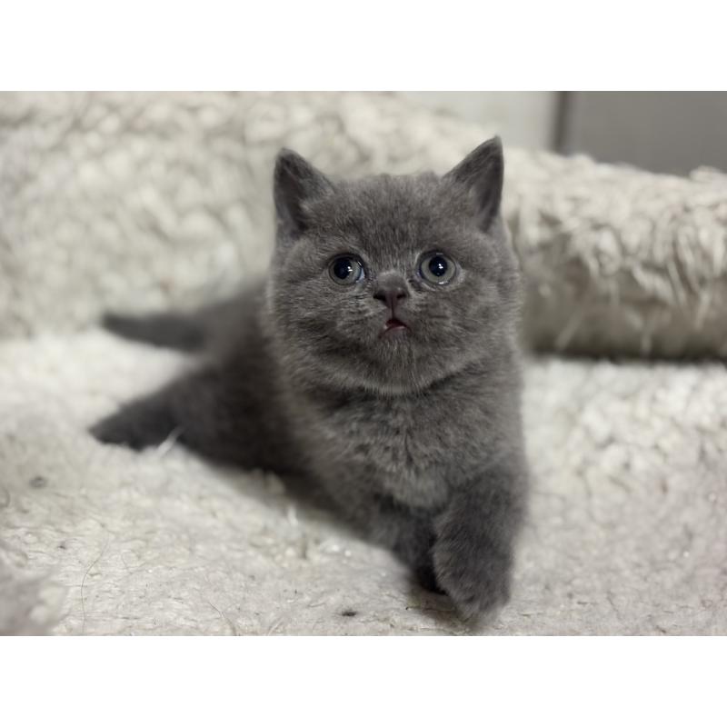 販売中の神奈川県のブリティッシュショートヘア-135297の33枚目