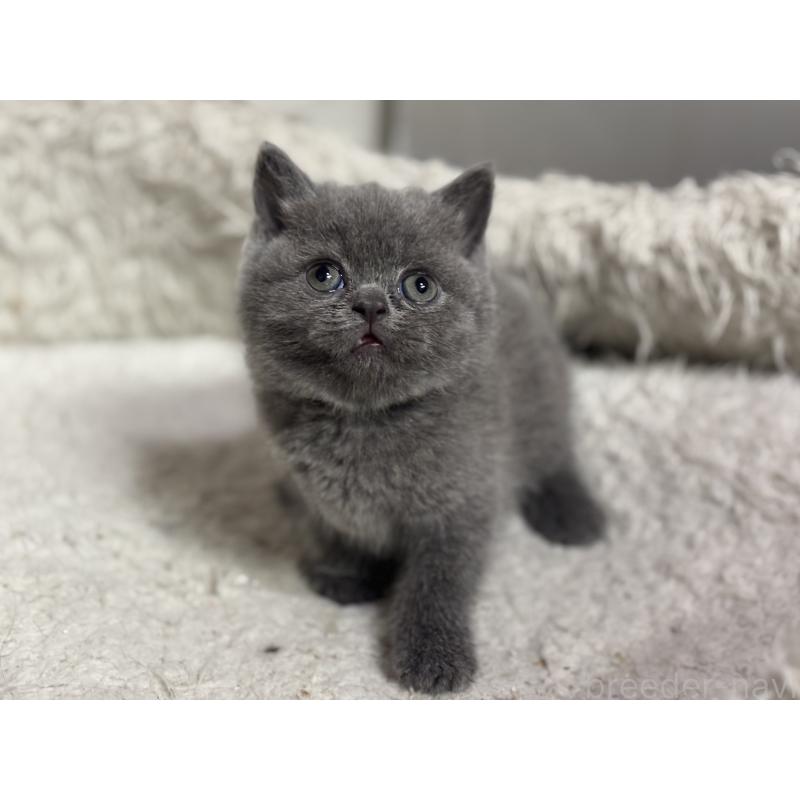 販売中の神奈川県のブリティッシュショートヘア-135297の32枚目