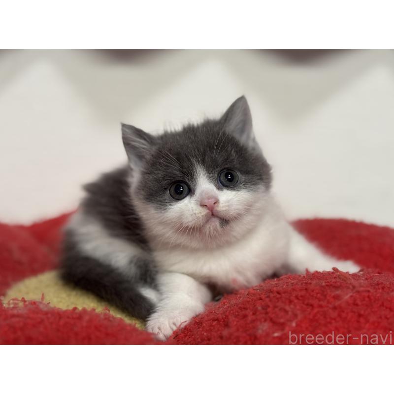 成約済の神奈川県のブリティッシュショートヘア-135298の26枚目