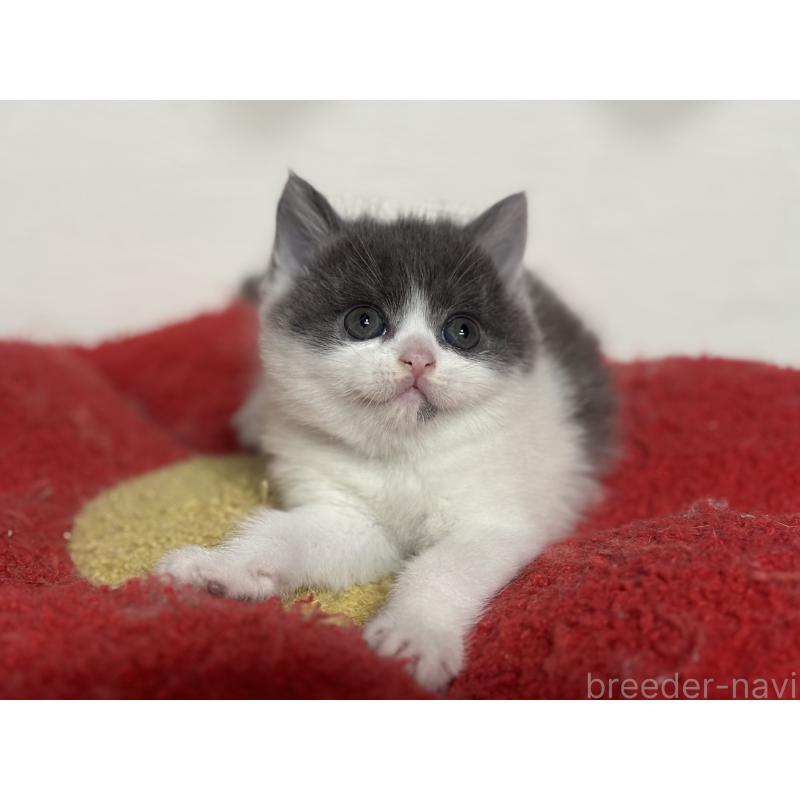 成約済の神奈川県のブリティッシュショートヘア-135298の25枚目