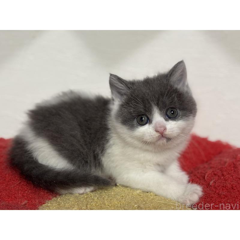 成約済の神奈川県のブリティッシュショートヘア-135298の24枚目