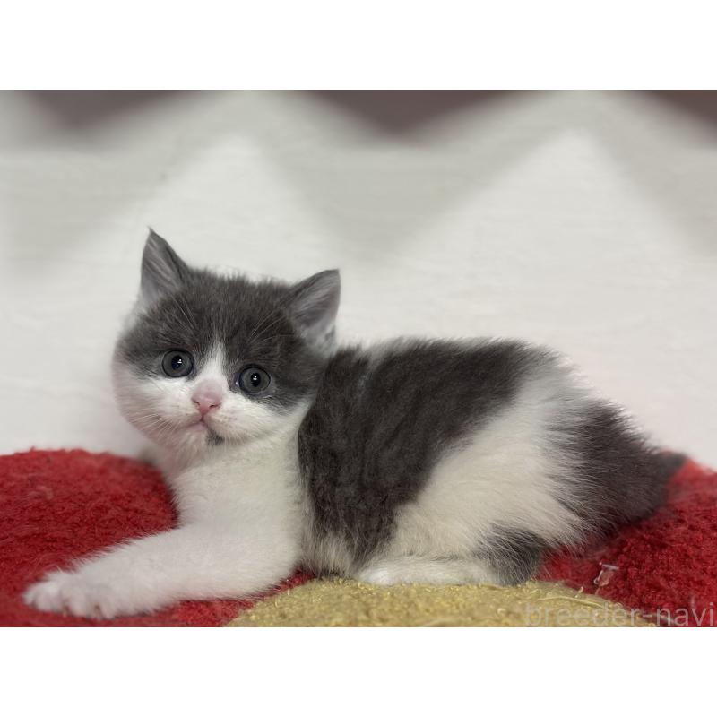 成約済の神奈川県のブリティッシュショートヘア-135298の23枚目