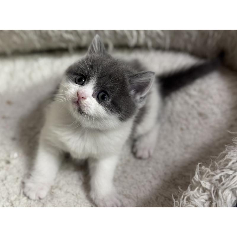 成約済の神奈川県のブリティッシュショートヘア-135298の22枚目