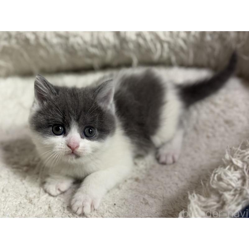 成約済の神奈川県のブリティッシュショートヘア-135298の21枚目