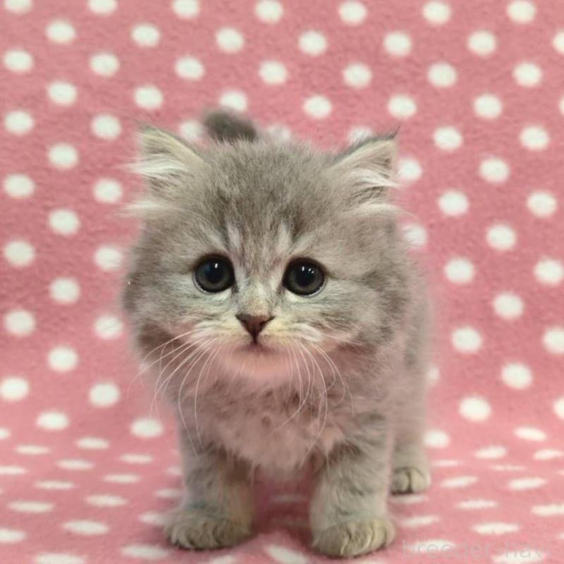 販売中の愛知県のミヌエット-135520の2枚目