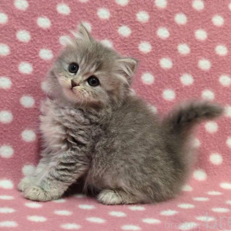 販売中の愛知県のミヌエット-135520