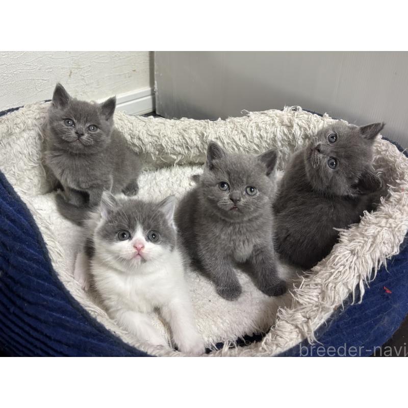 成約済の神奈川県のブリティッシュショートヘア-135296の7枚目