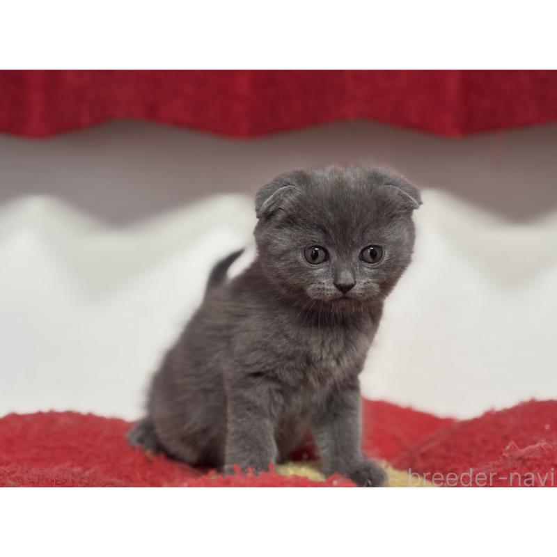 成約済の神奈川県のスコティッシュフォールド(折れ耳)-134919の7枚目