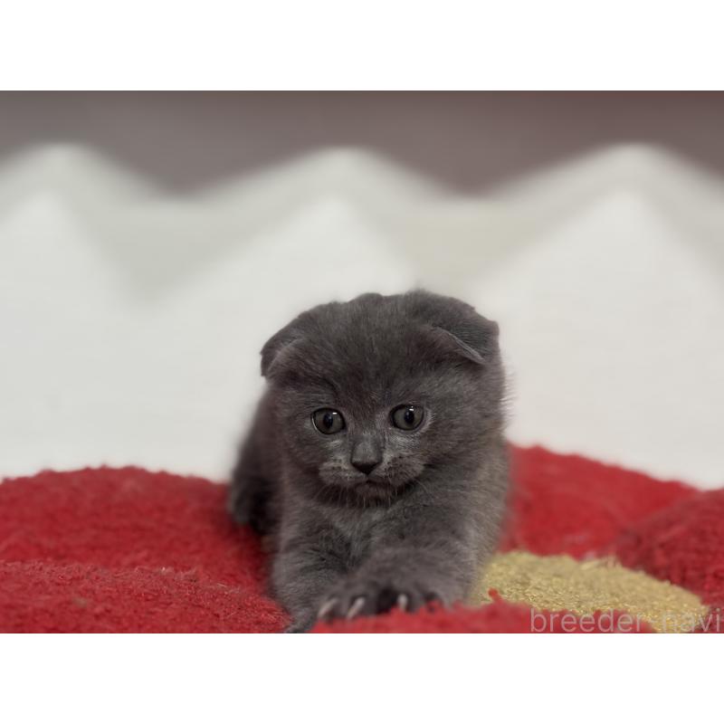 成約済の神奈川県のスコティッシュフォールド(折れ耳)-134919の6枚目