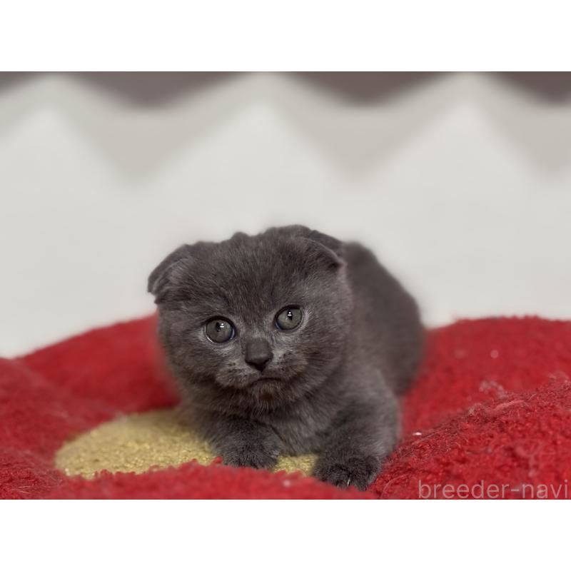 成約済の神奈川県のスコティッシュフォールド(折れ耳)-134919の5枚目