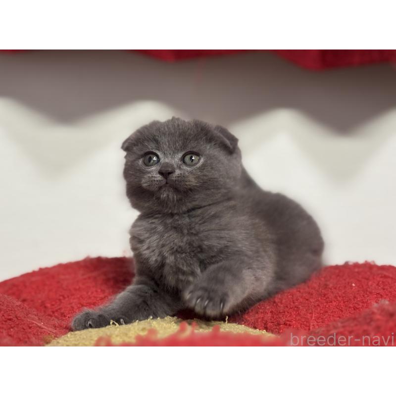 成約済の神奈川県のスコティッシュフォールド(折れ耳)-134919の4枚目