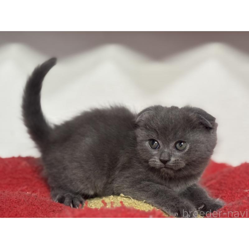 成約済の神奈川県のスコティッシュフォールド(折れ耳)-134919の3枚目