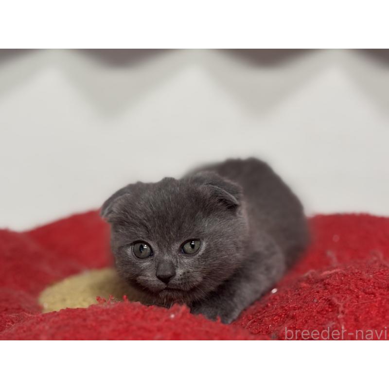 成約済の神奈川県のスコティッシュフォールド(折れ耳)-134919の2枚目