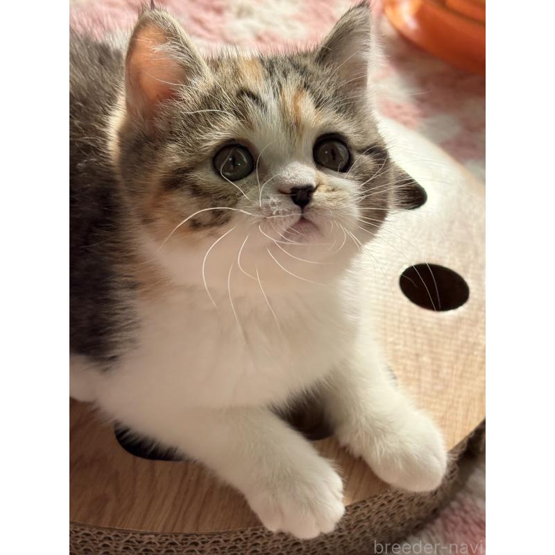 成約済の奈良県のエキゾチックショートヘア-133410の5枚目