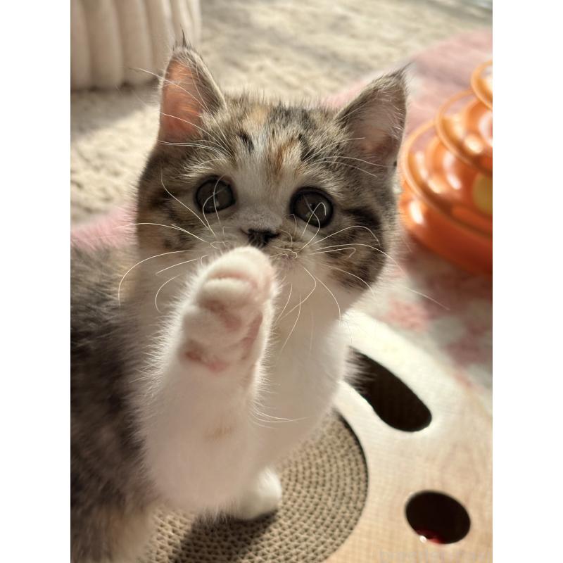 成約済の奈良県のエキゾチックショートヘア-133410の4枚目